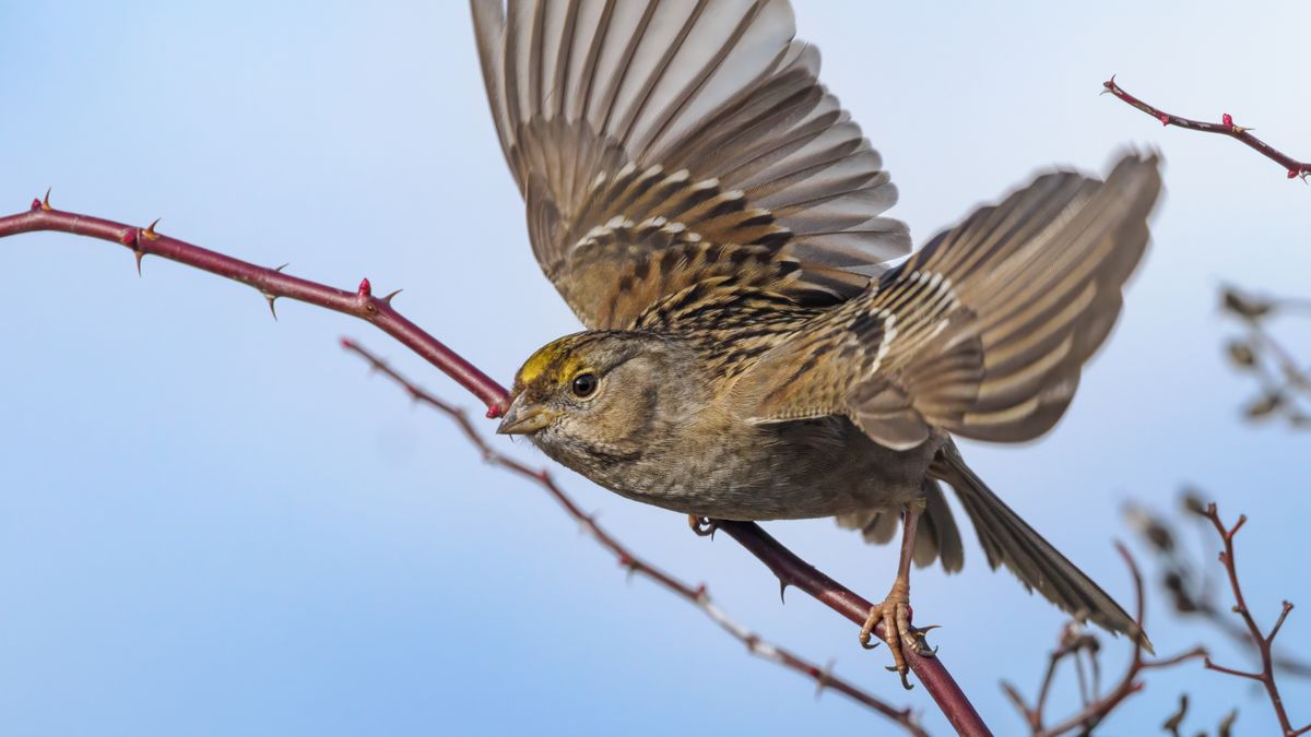 Coraz mniej wróbli w Polsce. Dramatyczne dane