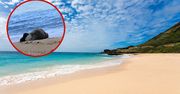 Egzotyczna plaża zamknięta. Powód jest ważny