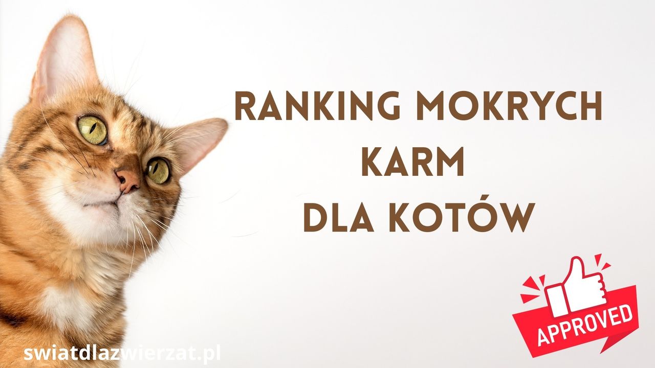 Najlepsza mokra karma dla kota 2026. Ranking karm, które warto znać
