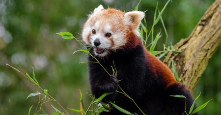 Płock. Panda mała zamieszkała w zoo