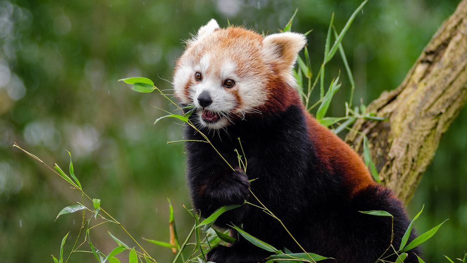 Płock. Panda mała zamieszkała w zoo