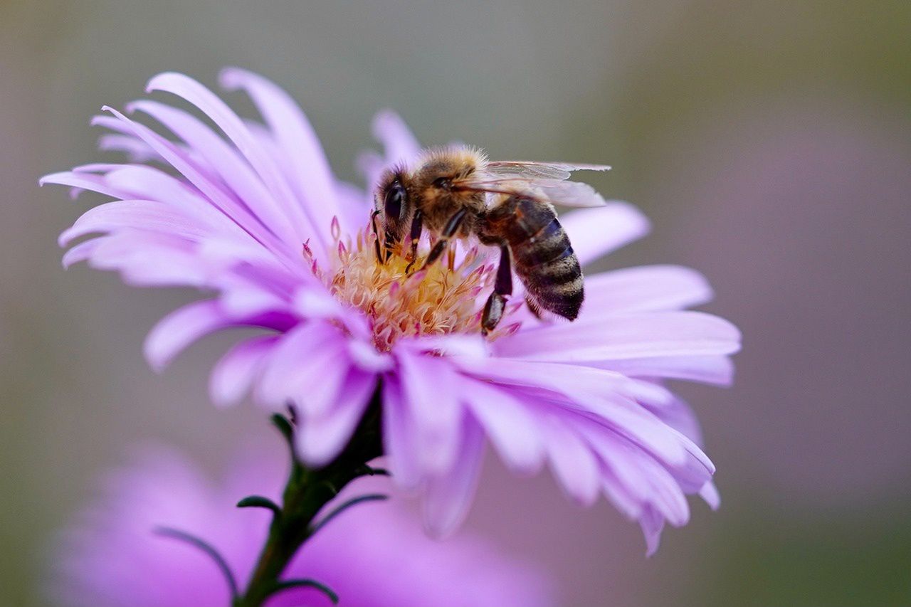 Atak pszczół w USA. Użądlony mężczyzna zmarł