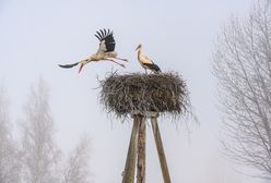 Bociany terroryzują wioskę. Ich liczba jest "niezwykła"