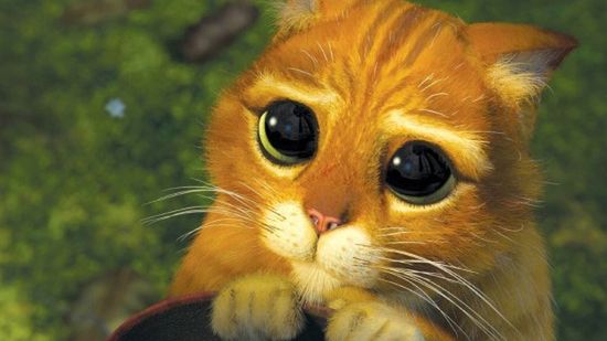 Kici, kici Kotku... 1