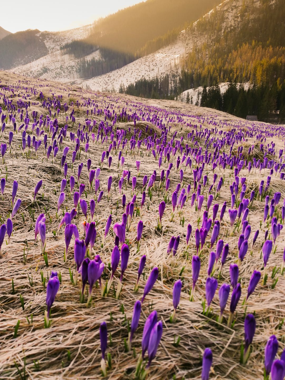 Paweł Uchorczak sfotografował piękno krokusów w Tatrach 3