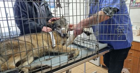 Niezwykła akcja leśników koło Piotrkowa Trybunalskiego. Tak uratowali chorego wilka