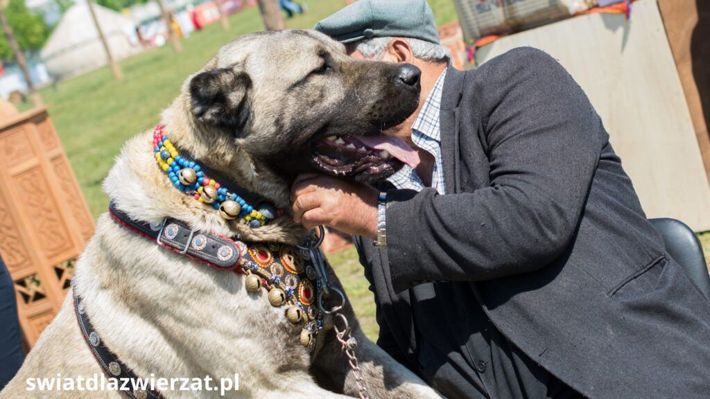rasa psa kangal