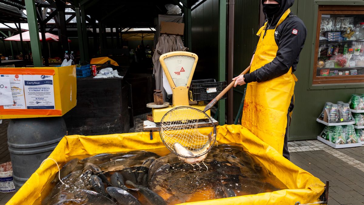 Christmas Time In Eastern Poland
Life carps are seen in a small basin in a market square in Przemysl, Poland on December 21, 2022. Carp fish is a traditional Christmas Eve meal in Poland. The fish is traditionally bougth alive and prepared at home on Christmas Eve. The tradition is now highly criticised by animal rights groups as cruel. The activists say that animals are transported and kept in small basins with little or no access to water and killed at home by individuals who are not experienced and might cause unnecessary pain. (Photo by Dominika Zarzycka/NurPhoto via Getty Images)
NurPhoto
christmas  lifestyles, christmas eve, eu, eastern eaurope, shop, life, przemysl, december 21, carp fish, christmas eve meal, traditional, animal rights groups, activists, animals, transported, small basins, killed, home, individuals, experienced