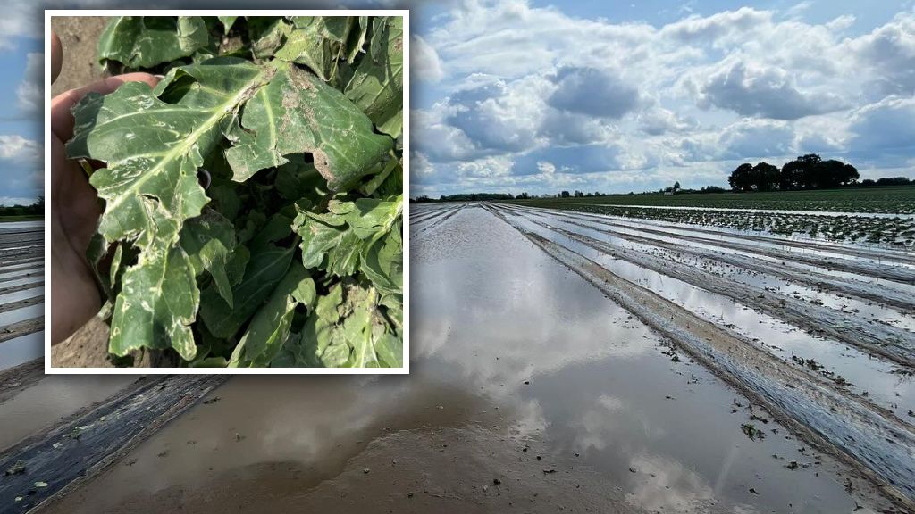 Zniszczone plony rolników w Dolinie Baryczy