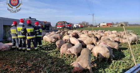 Niecodzienne obrazki z Gozdowa. Ciężarówka z trzodą wpadła do rowu