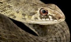 Plaga węży w Chorwacji. Są niebezpieczne i wyjątkowo duże