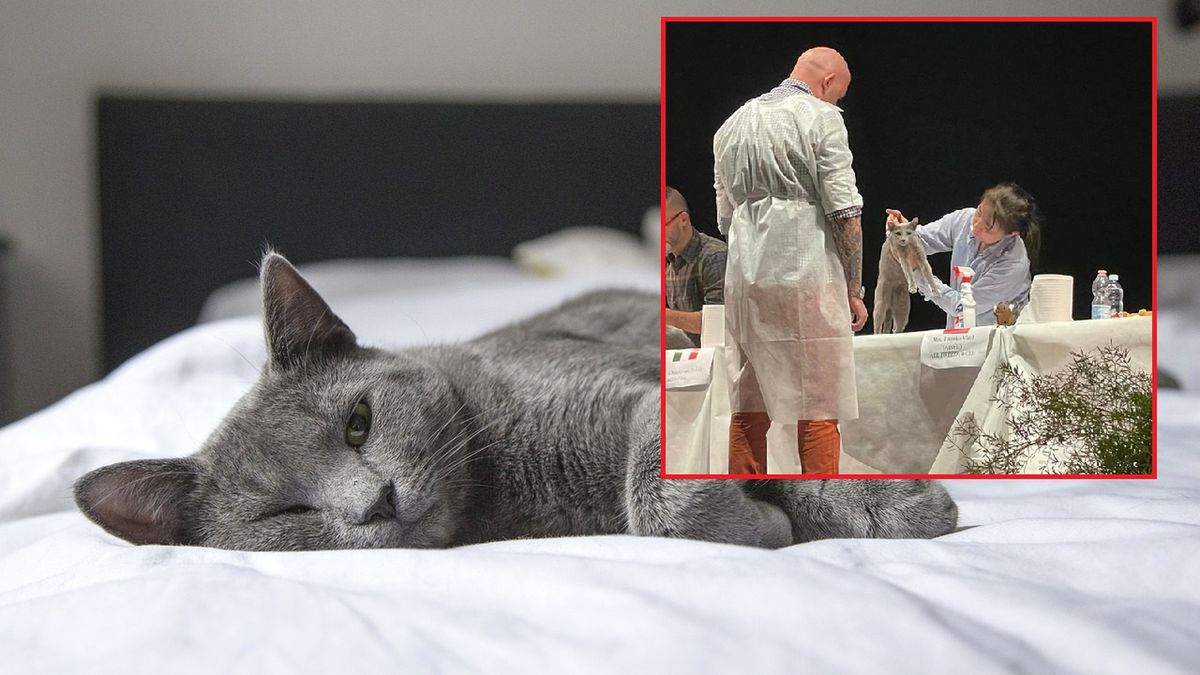 Najpiękniejsza kotka na świecie pochodzi z Polski