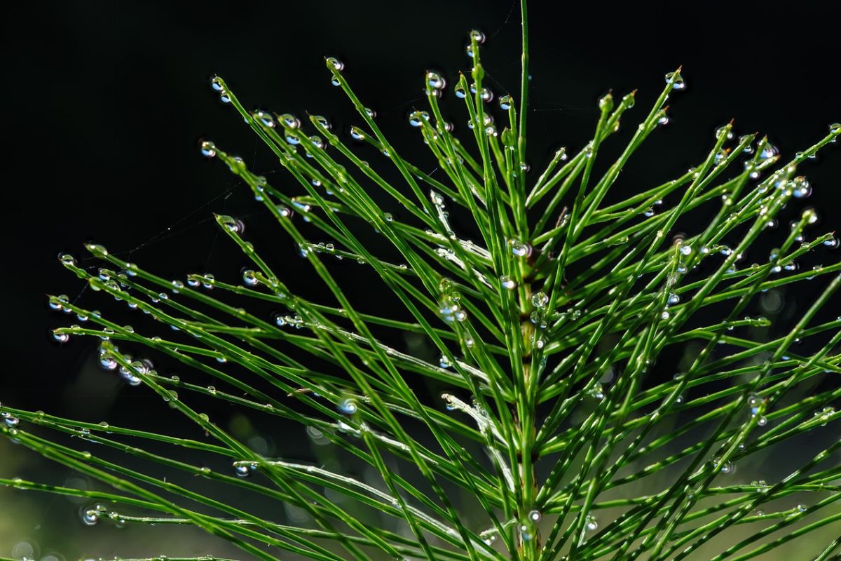 Field horsetail is a remedy for damaged hair.