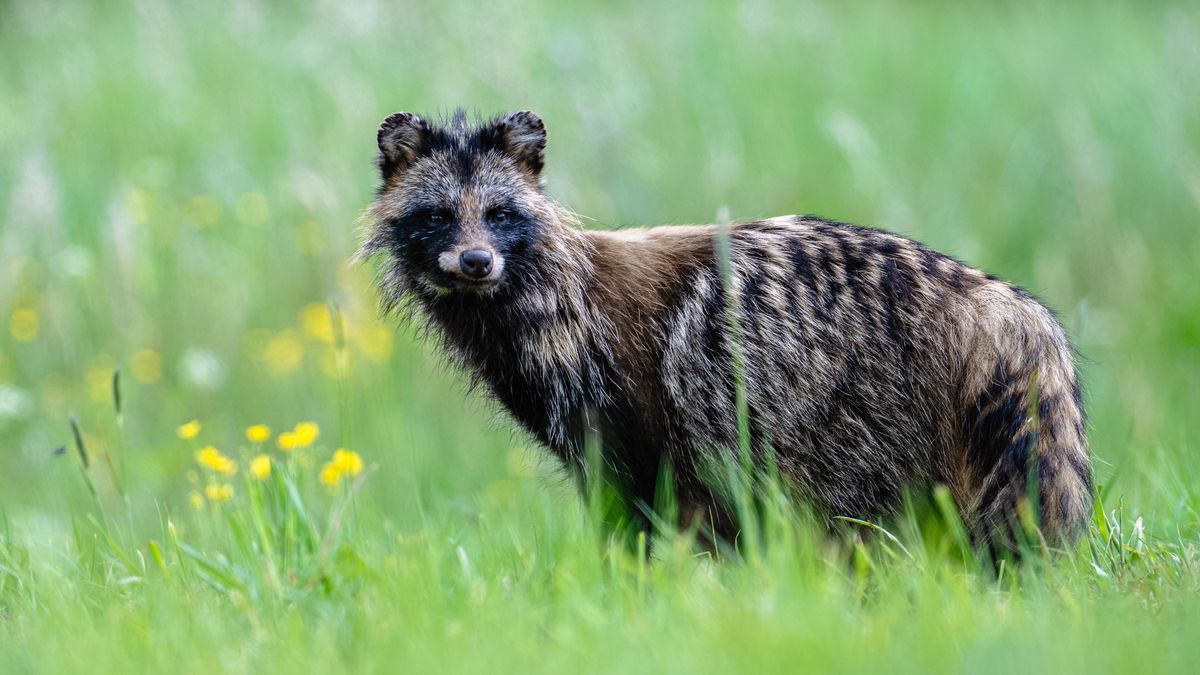Alert RCB w Białymstoku. Wykryto ognisko wścieklizny