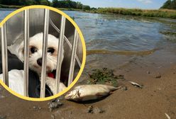 Mały Filer wszedł do Odry. Teraz walczy o życie