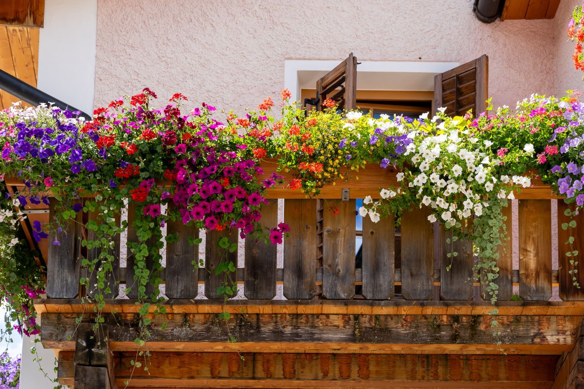 Pięknie pachnące rośliny na balkon. Posadź i zapomnij o odświeżaczach powietrza