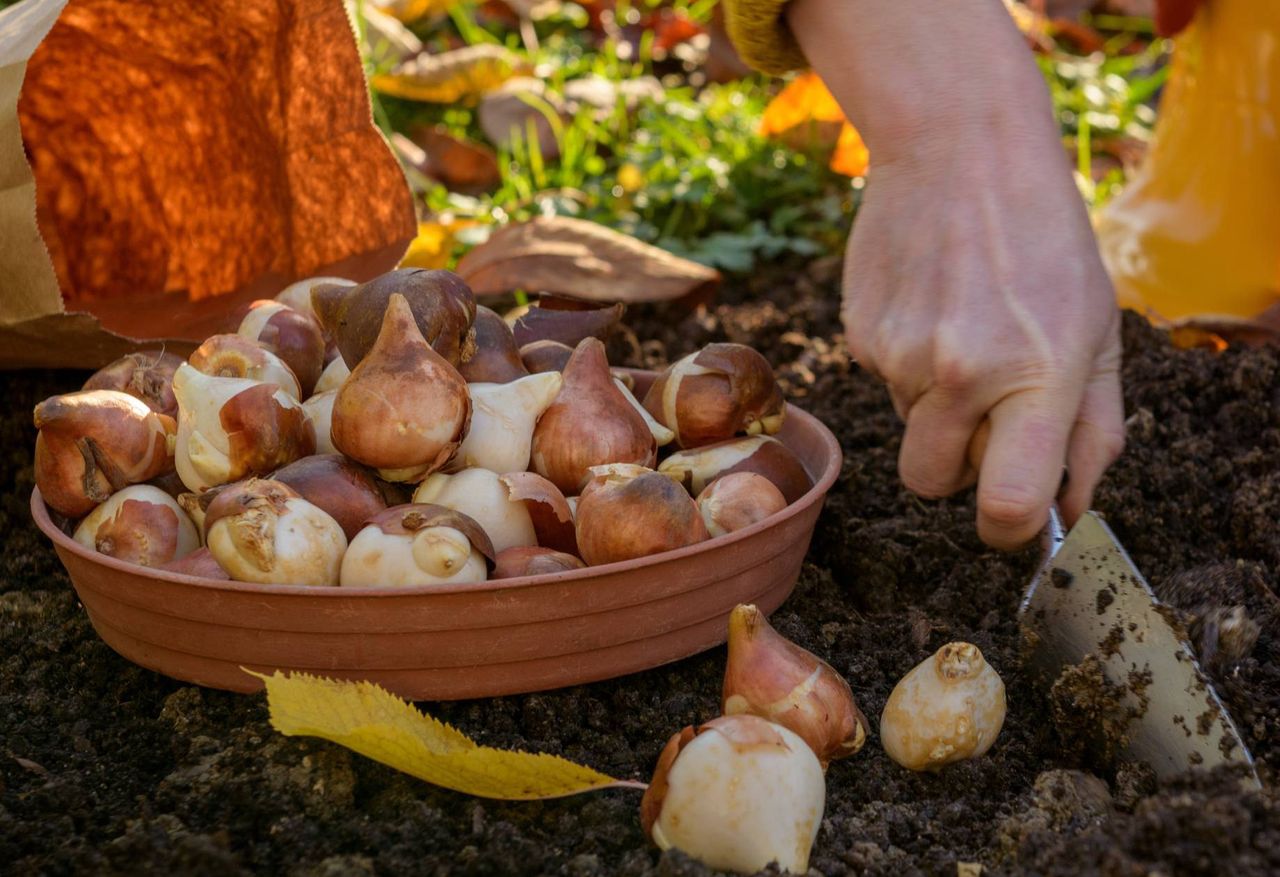 Zasadź w październiku. Wiosną sobie podziękujesz