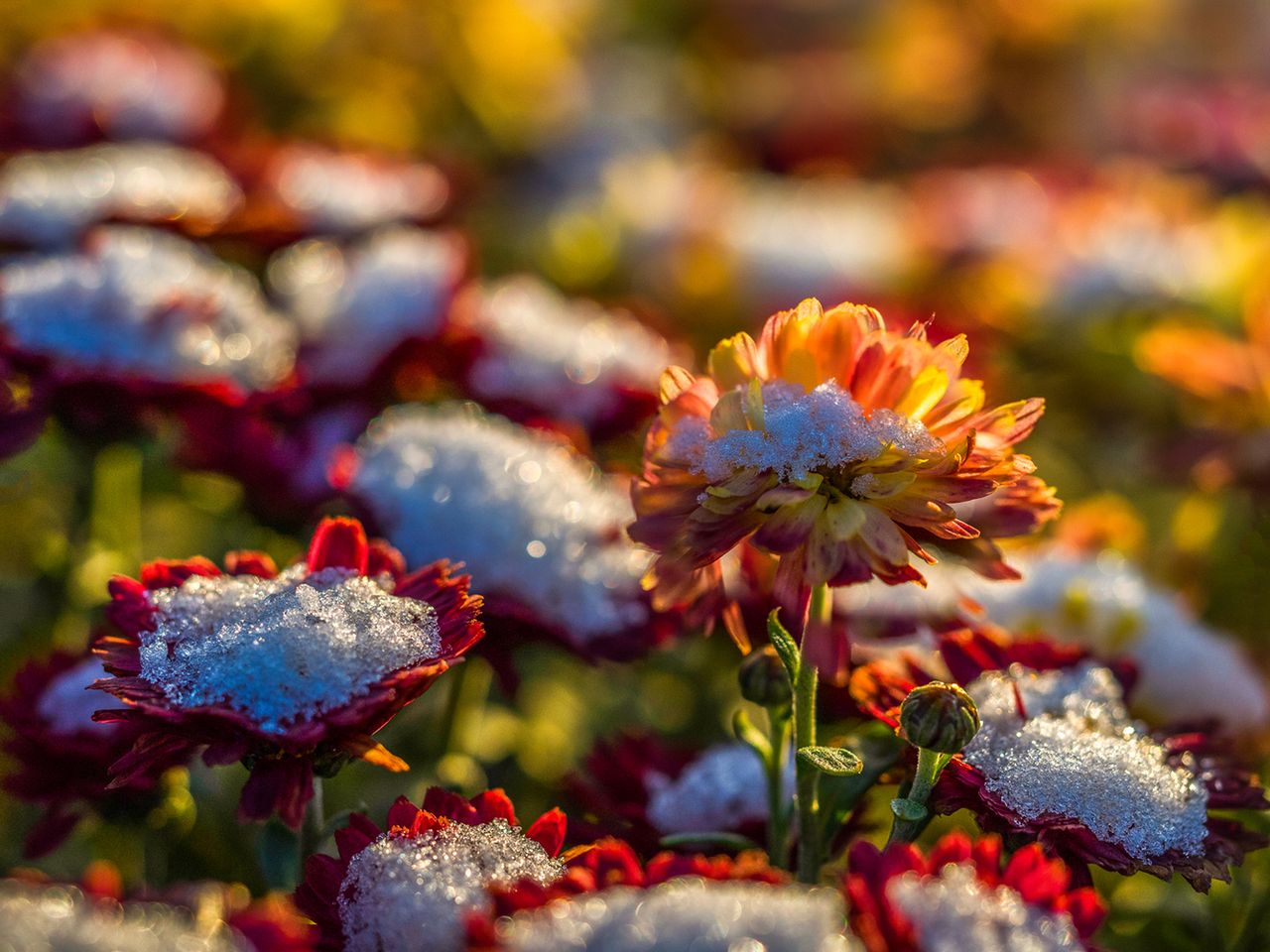 Zdjęcie #10: kwiaty na grobie  |  f/2.8, 1/2000 s, ISO 200  |  Olympus OM-D E-M1 + Olympus M. Zuiko ED 60 mm f/2.8 Macro