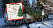 Leśnicy sprzedają choinki. Oto ceny