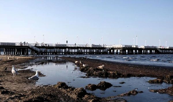 Brzydki zapach i brud na sopockiej plaży. Wszystko przez gnijące glony