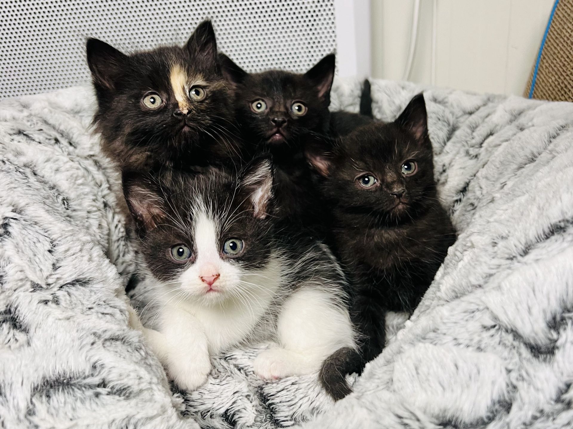 Podopieczni Schroniska w Celestynowie