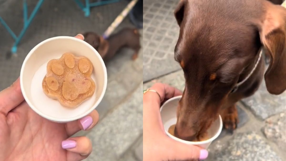 Lody dla psów w poznańskiej lodziarni. Ten jamnik był wniebowzięty!