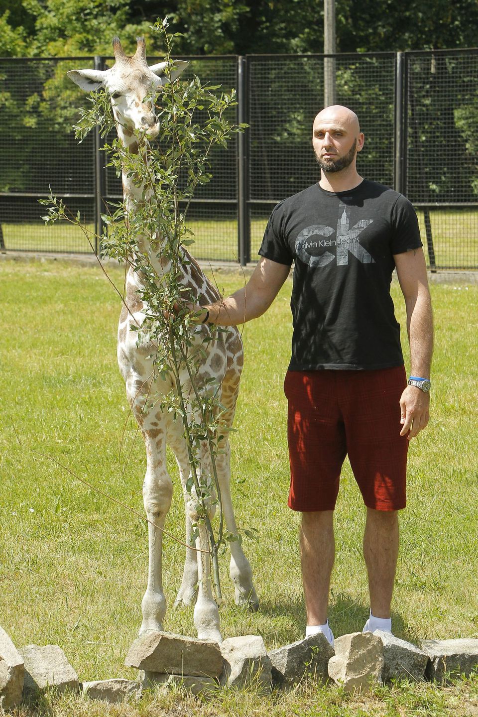 Marcin Gortat karmi żyrafę