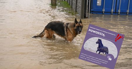 Tak można uratować przed powodzią zwierzęta. Wzruszająca akcja