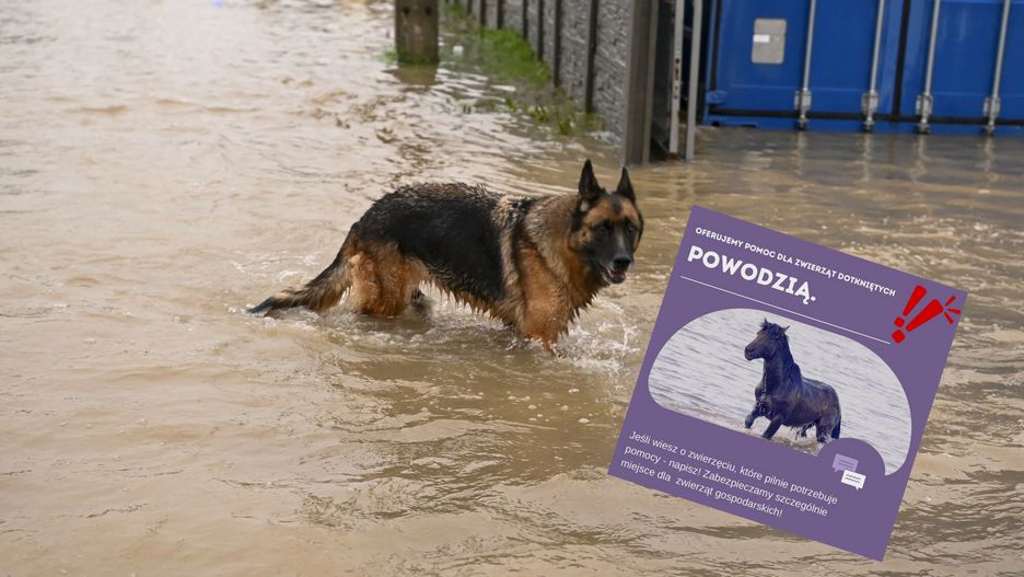 Schronisko Pegasus zorganizowało akcję dla właścicieli zwierząt