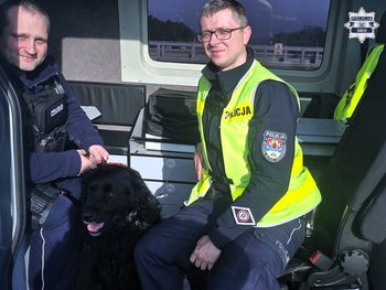 Puszek na autostradzie. Policjanci uratowali zdezorientowanego psa z ruchliwego wiaduktu