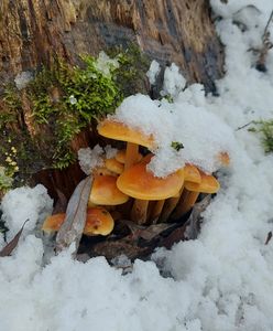 Nie ma złej pory na grzyby. Znajdziesz je nawet teraz w polskich lasach