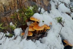 Nie ma złej pory na grzyby. Znajdziesz je nawet teraz w polskich lasach