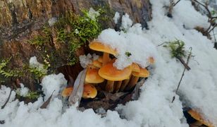 Nie ma złej pory na grzyby. Znajdziesz je nawet teraz w polskich lasach