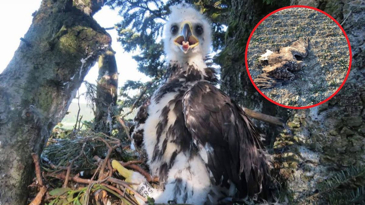 Ludzie chcą otruć lisy, a zabijają też orły