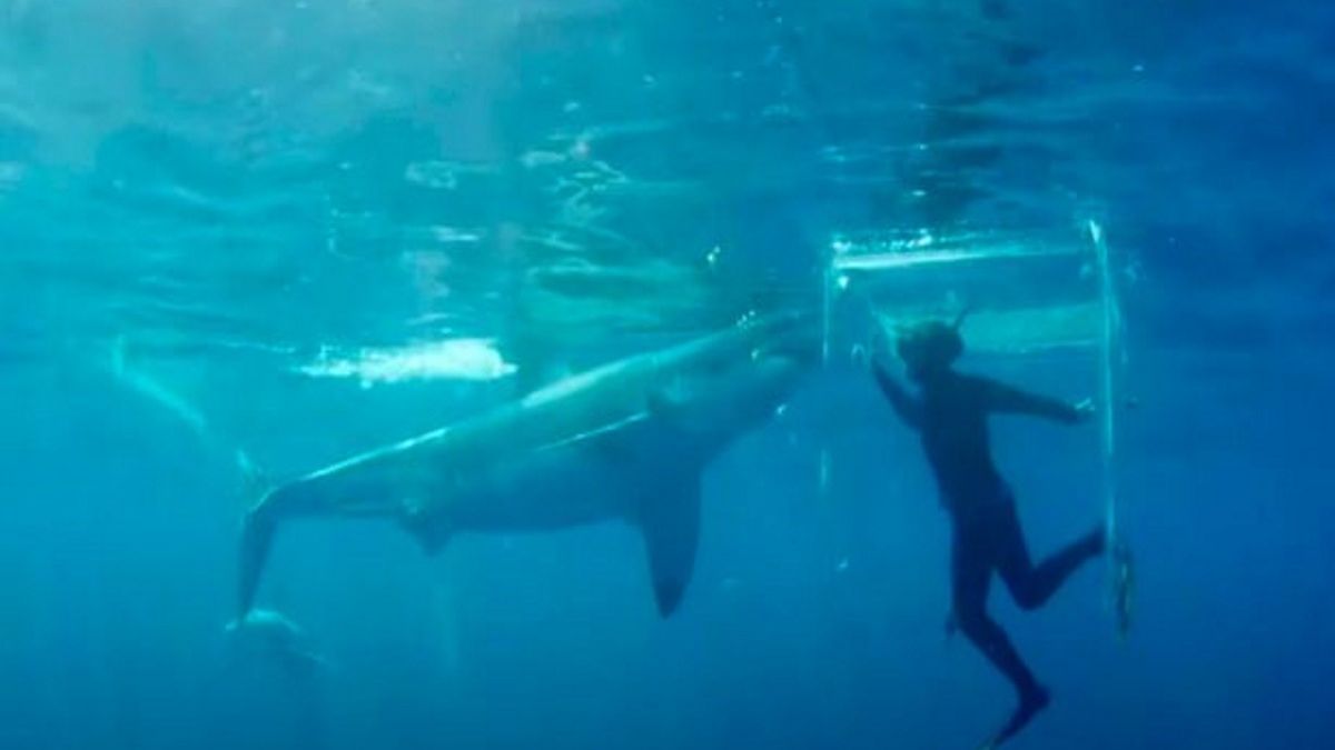 Dickie przy spotkaniu z rekinem