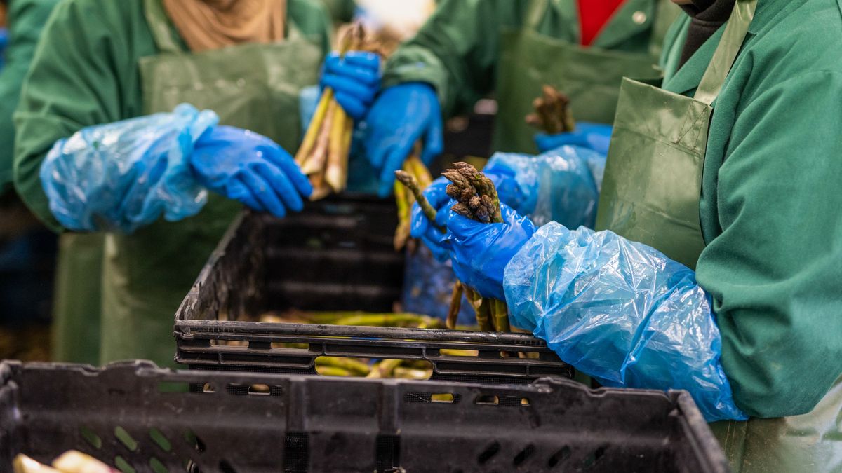 Farm workers sort through freshly cut asparagus in a packing room at a farm in Minster near Ramsgate, UK, on Monday, April 29, 2024. The UK's embattled farmers have faced multiple pressures in recent years in the wake of Brexit and Russia's war in Ukraine, including high energy, fertilizer and feed costs, bird flu outbreaks and shortages of foreign workers. Photographer: Chris Ratcliffe/Bloomberg via Getty Images
