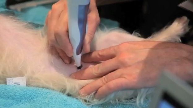 Można już sterylizować psy bez pozbawiania ich jąder [wideo] 1