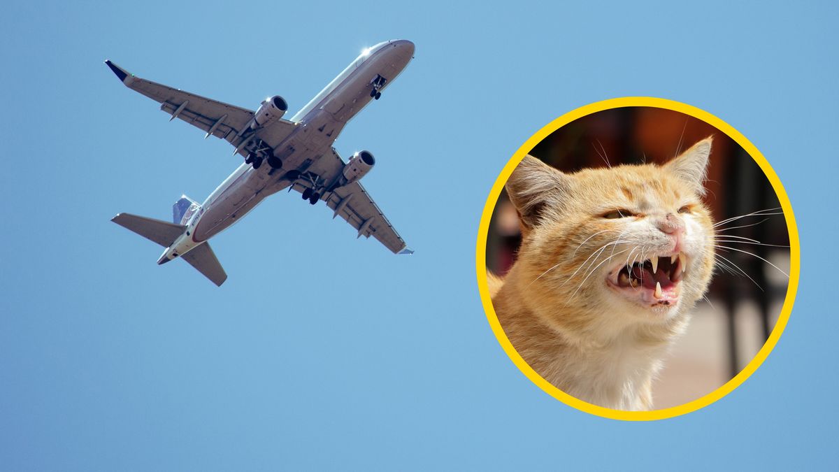 Kot zaatakował pilota sudańskich linii lotniczych