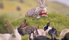 Króliki w kampanii Ministerstwa Zdrowia banalizują temat prokreacji i pomijają matki (opinie)