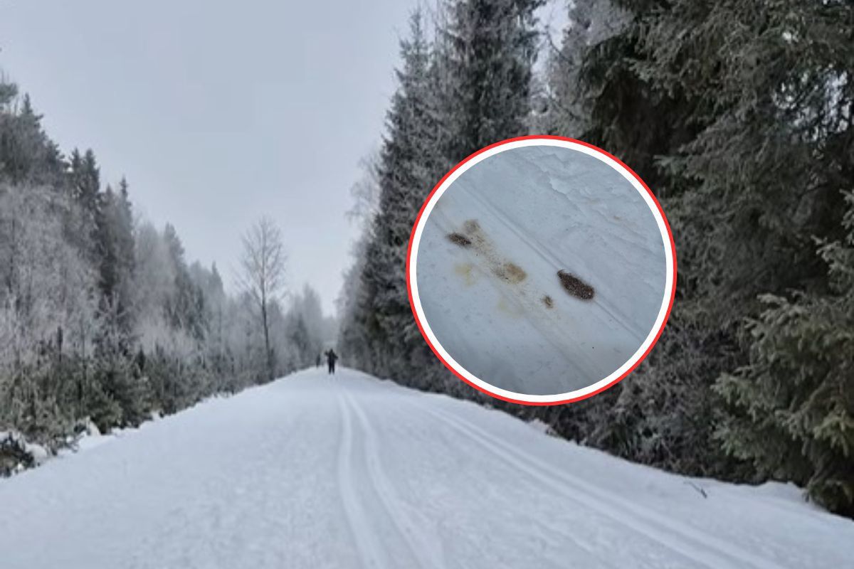 Wilcze ślady blisko ludzi. Leśnicy wyjaśniają, co się dzieje