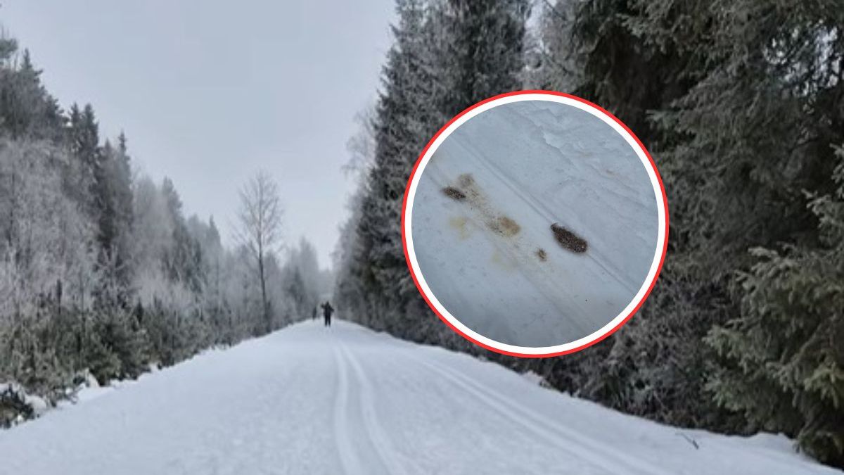 Wilcze tropy na trasie biegowej. Leśnicy monitorują drapieżniki