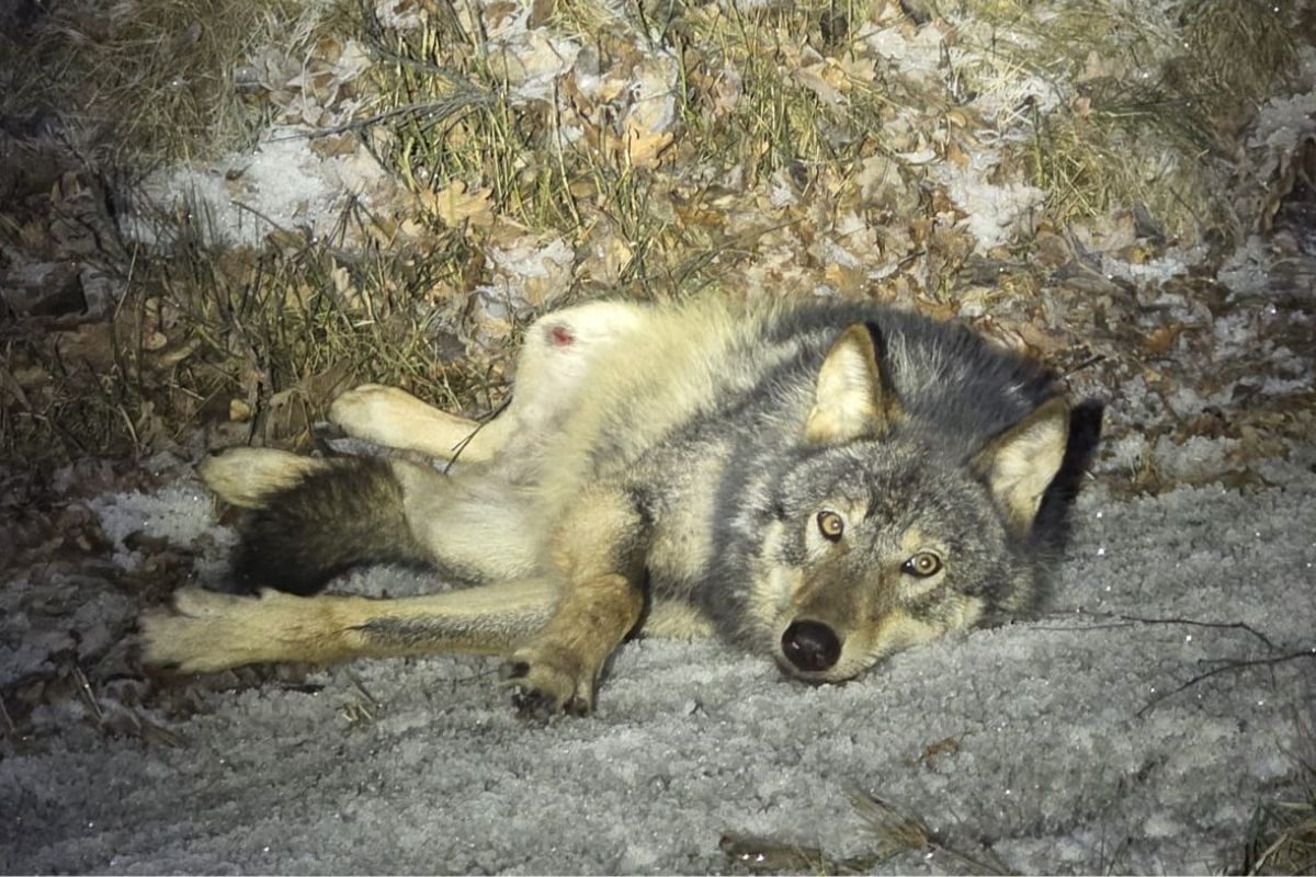 Wilk konał na poboczu. Pomoc nie nadchodziła. Konieczna była eutanazja