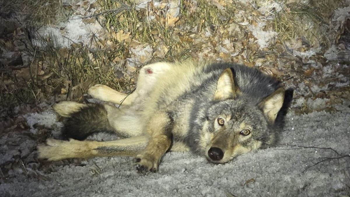 Wilk konał na poboczu