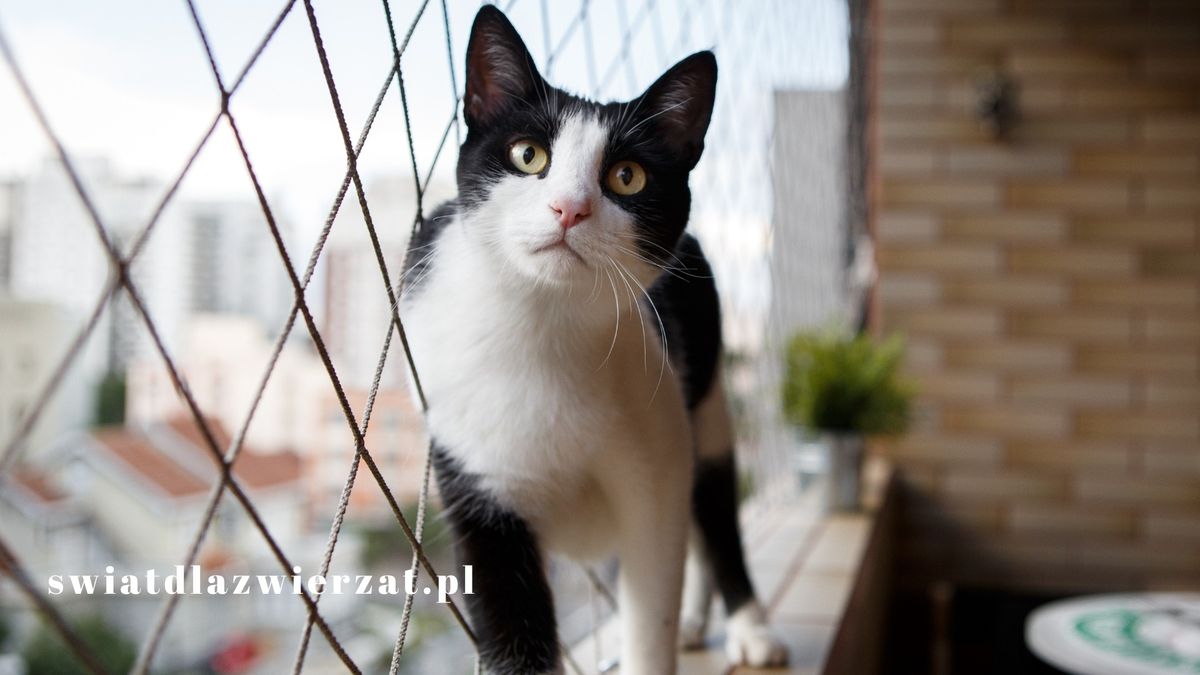 Siatka na okno i balkon dla kota – czy warto zadbać o bezpieczeństwo Twojego pupila?