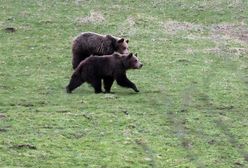 Chwile grozy w sadzie. Niedźwiedzica zaatakowała mężczyznę na Słowacji