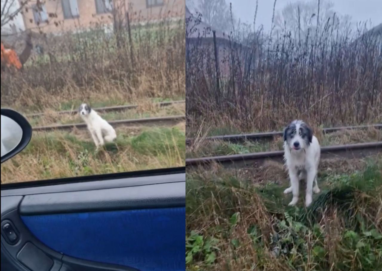 Wypatrzył psa przy torach. Niezwykłe, co stało się później