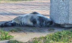 Niecodzienny widok w Gdańsku. Zdjęcie pojawiło się w sieci