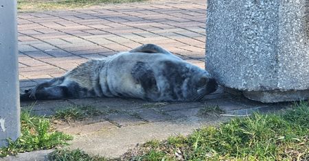 Niecodzienny widok w Gdańsku. Zdjęcie pojawiło się w sieci
