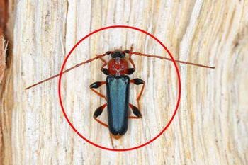 Zauważyłeś w domu? Lepiej działaj od razu