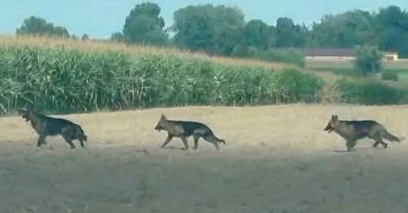 Wataha agresywnych psów poluje na Mazowszu. Jest komunikat władz